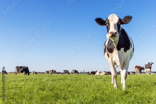 Authentic cow, friesian in the Netherlands, right side edge, full length, a blue sky