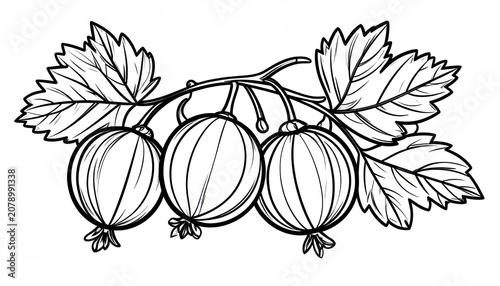 Gooseberry branch with leaves and berries hand drawn line art.