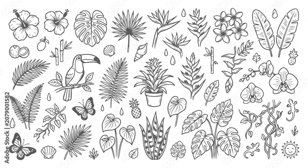 Fototapeta premium Tropical botanical line art collection, hand drawn exotic jungle leaves and flowers vector set, black and white floral elements for summer design