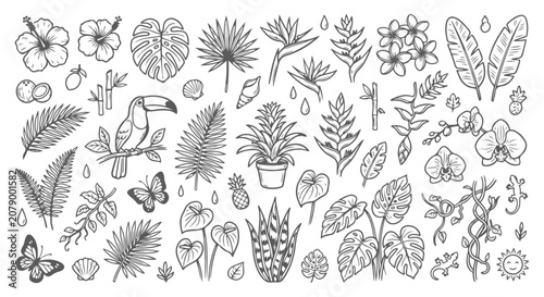 Bild auf Leinwand Tropical botanical line art collection, hand drawn exotic jungle leaves and flow