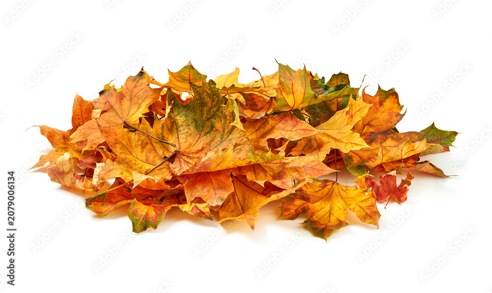 Fototapeta premium Autumn leafs pile