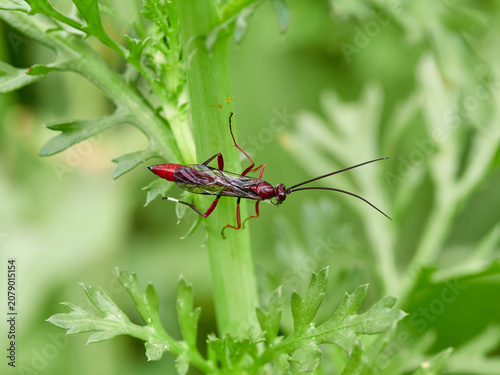 The Long-Tailed Parasitoid: Ichneumonidae Wasp