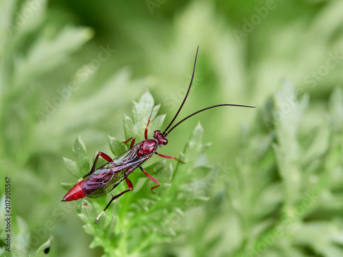 The Long-Tailed Parasitoid: Ichneumonidae Wasp
