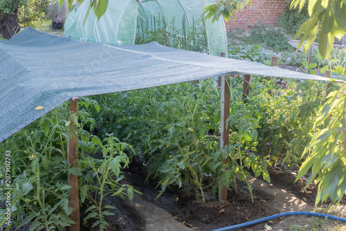 Tomato plants protected by shade net in home vegetable garden during summer heat for healthy organic crop growth