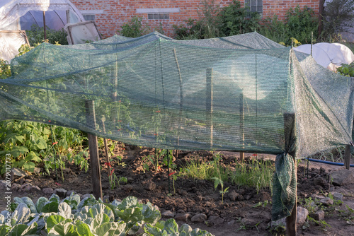 Tomato plants protected by shade net in home vegetable garden during summer heat for healthy organic crop growth