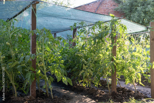Tableau sur toile Tomato plants protected by shade net in home vegetable garden during summer heat