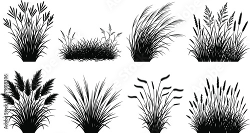 Grass and Reed Plant Silhouettes Featuring Ornamental and Wild Foliage Shapes for Botanical Design Projects