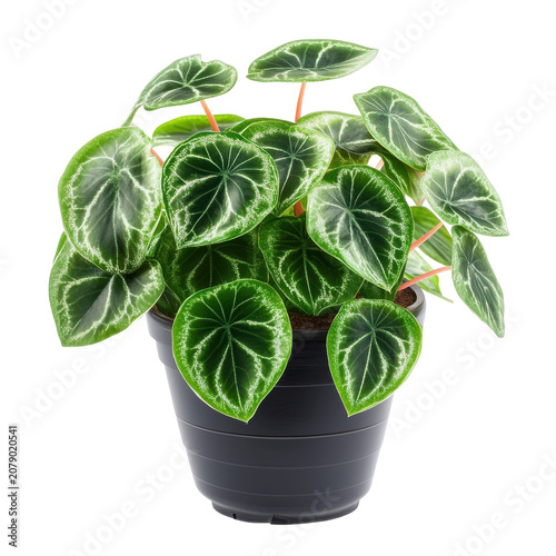 Vibrant heart-shaped leaves in a dark pot isolated on white background
