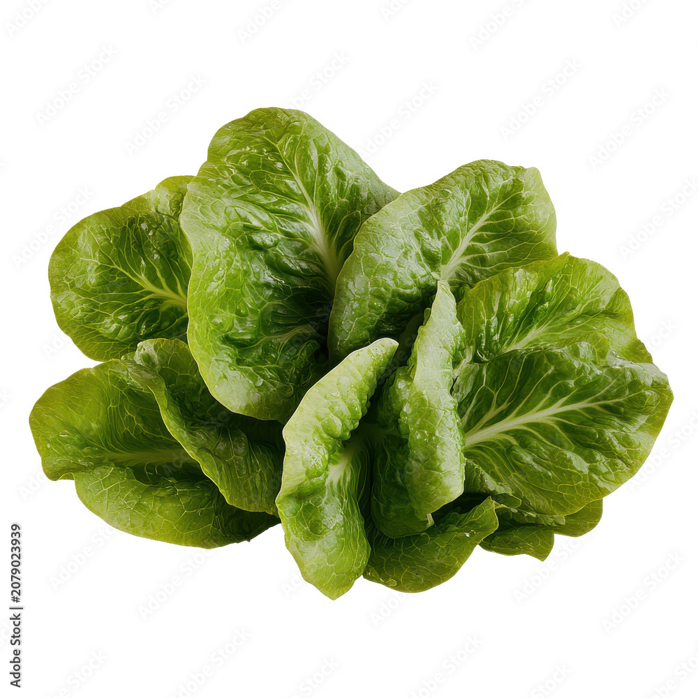 Fototapeta premium Fresh green romaine lettuce cluster vibrant and crisp isolated on white background
