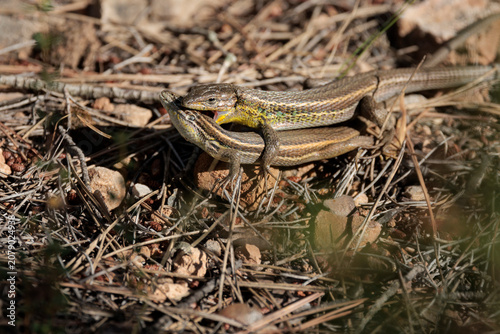Lagartijas colilargas copulando en sierra de mariola, el macho muestra color nupcial amarillo y muerde a la hembra en el celo, Bocairent, España