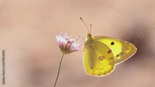 Mariposa colias común alimentándose de una flor silvestre a contraluz en la sierra de Mariola, Bocairent, España