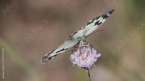 Mariposa medioluto ib√©rica abriendo las alas sobre una flor mostrando sutiles reflejos en sus alas en la sierra de Mariola, Bocairent, Espa√±a