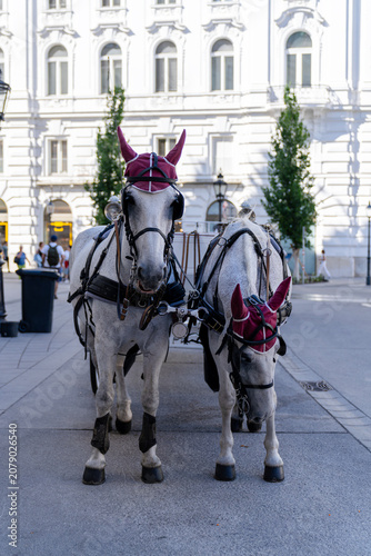 Fényképezés Traditional horse-drawn carriage with two grey horses on a city street