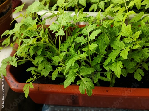 seedlings in a greenhouse