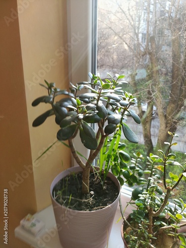 plants in a pot