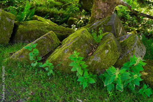 Fotografie Moss covered millstones in Bolehill Quarry, Derbyshire.
