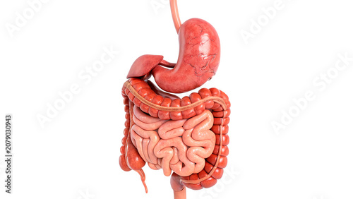 Anatomical model of human digestive system stomach liver and intestines isolated on transparent background