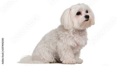Photos Cute small white bichon frise puppy dog isolated on a transparent background