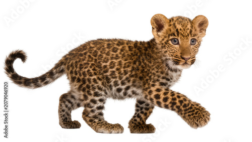 Photography Isolated cute baby leopard cub walking, showing its distinctive spotted coat, be