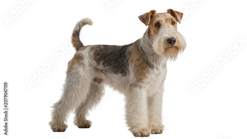 Fotografie Isolated Wire Fox Terrier standing on its own, attentive studio shot of a beauti