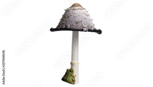 Foto Isolated shaggy ink cap mushroom with a small green tree frog clinging to its stem