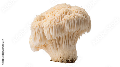 Photos Fresh lions mane edible medicinal mushroom unique texture food item isolated on