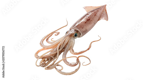 Foto Fresh raw whole squid calamari seafood ocean catch ingredient isolated on transp