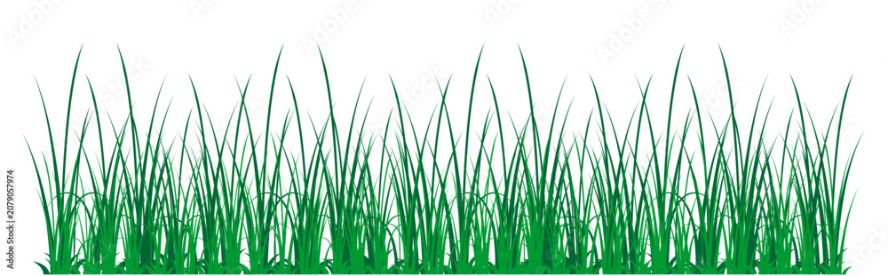 Fototapeta premium green grass with white background
