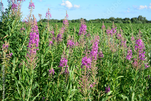Fotografie Fireweed Flowers Blooming in a Summer Field Chamaenerion angustifolium