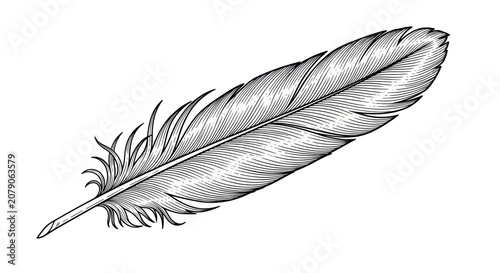 Φωτογραφία Hand drawn bird feather with detailed engraving lines