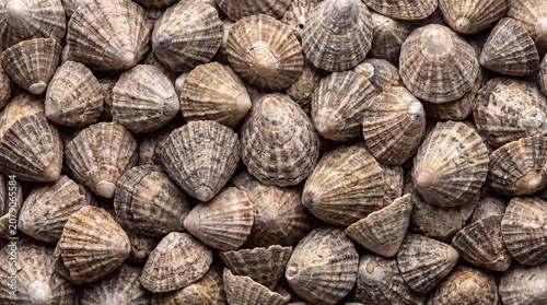 Foto An abundant pile of conical limpet shells with rough textured surfaces and intri