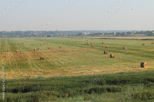 Obraz na plátně Rural landscape with haystacks and storks in the field