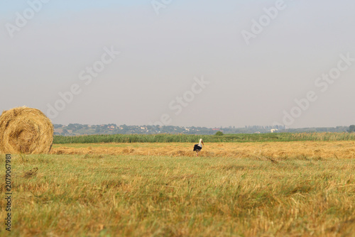 Obraz na plátně Rural landscape with haystacks and storks in the field