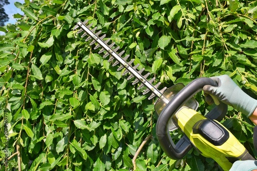 Canvas Print A hedge trimmer for pruning shrubs in the hands of a gardener