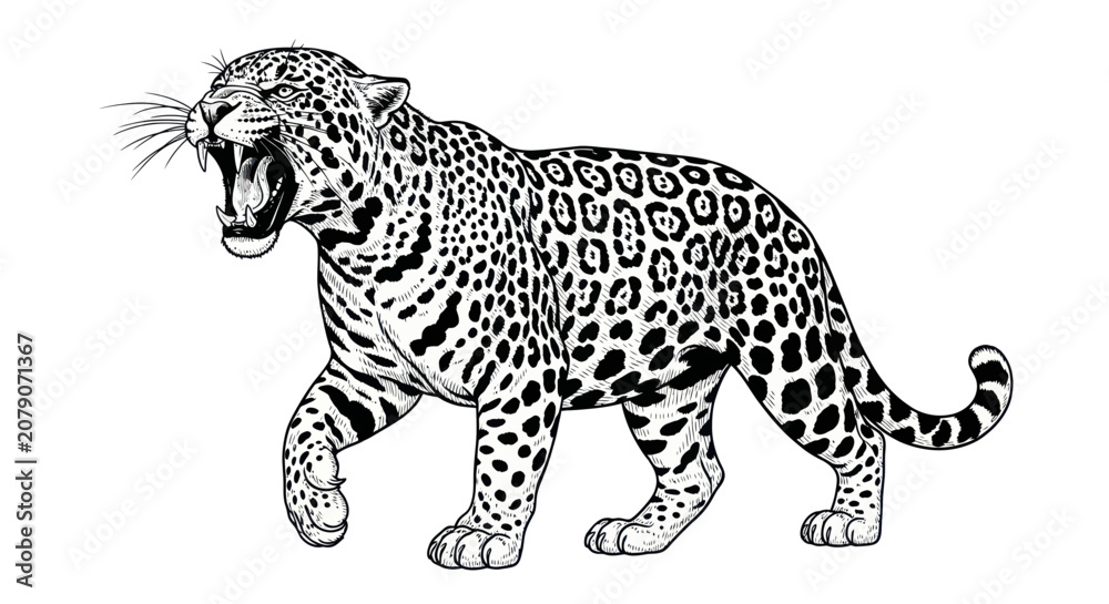 Fototapeta premium Roaring jaguar walking side view in black and white line art