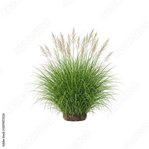 Realistic Green Grass Bush Isolated on White Background