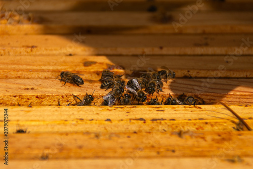 Close-up of bees between honeycomb frames inside beehive