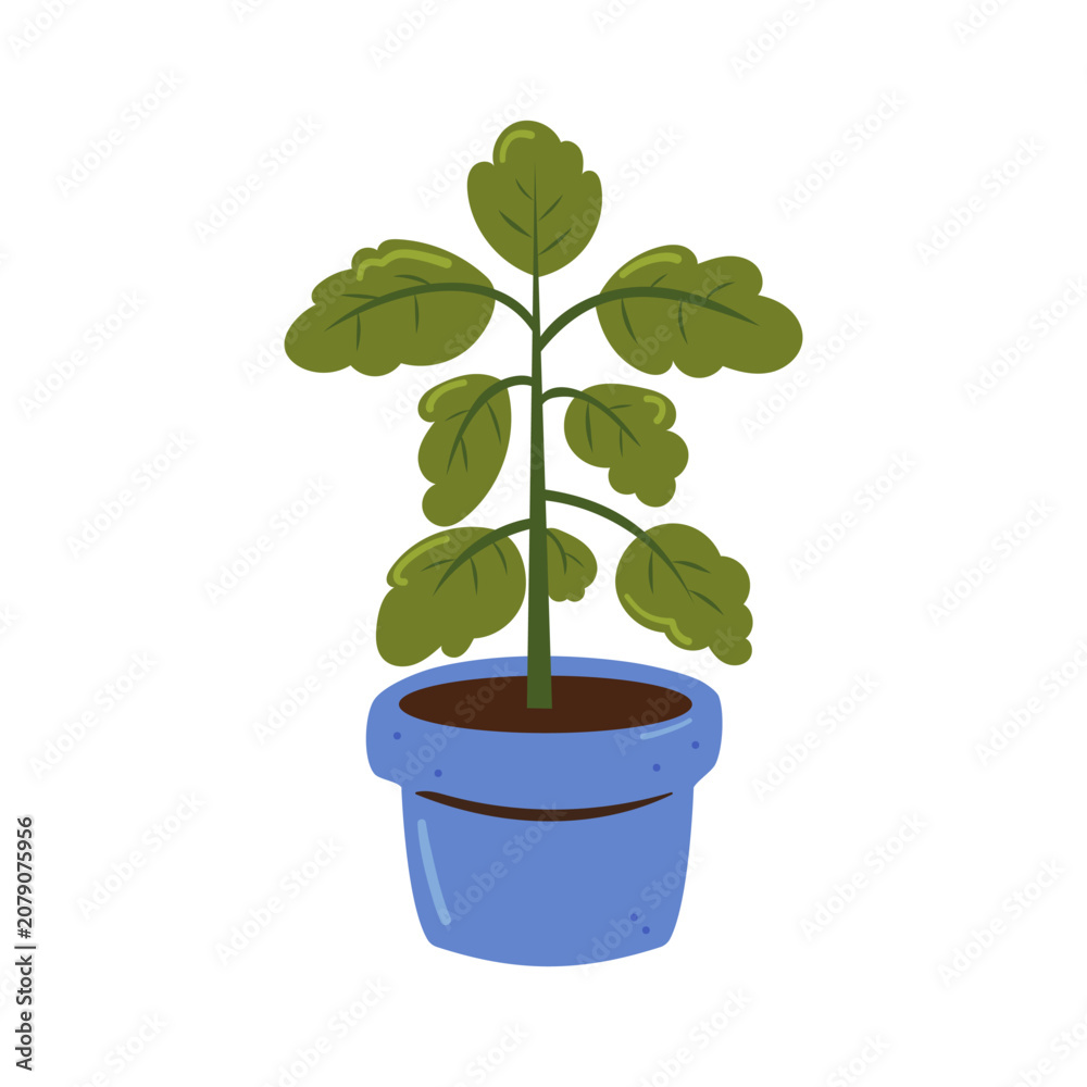 Obraz premium Potted Basil Plant for Indoor Herb Gardening and Home Cultivation