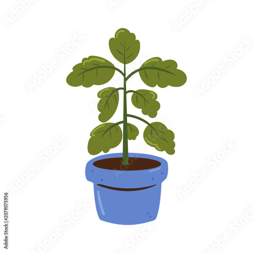 Potted Basil Plant for Indoor Herb Gardening and Home Cultivation