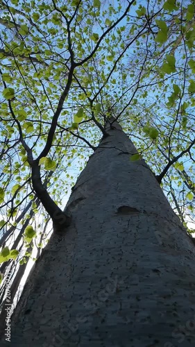 Low Angle Of Tree Trunk In Spring Forest