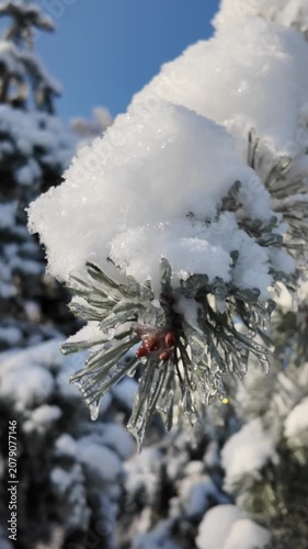 Frozen Birch Tree And Snowy Pines In Sunny Winter Park