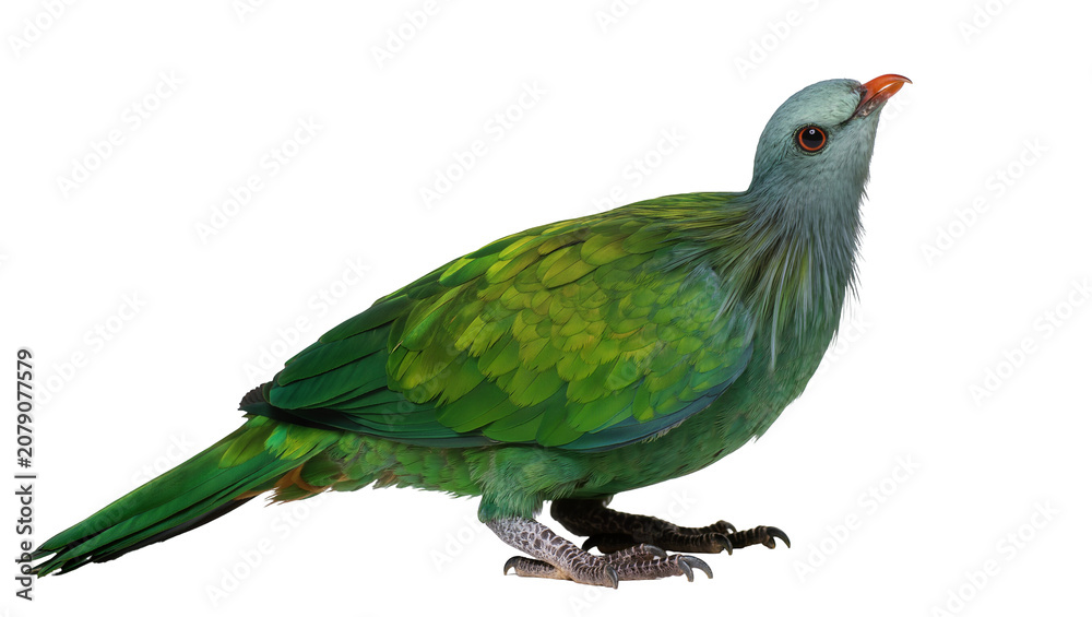 Fototapeta premium Isolated vibrant green tropical bird standing in profile, an exotic and colorful pigeon