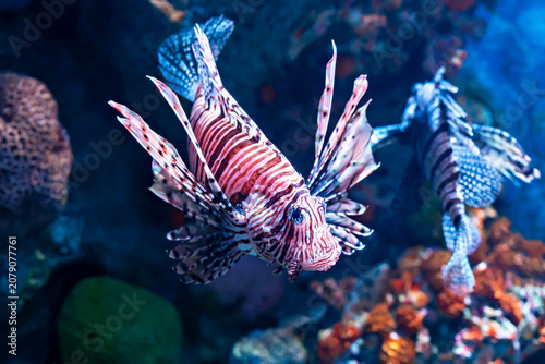 Underwater world. Lionfish with striking red and white stripes swims gracefully through coral reef, surrounded by various marine life and colorful corals, showcasing beauty of underwater ecosystems