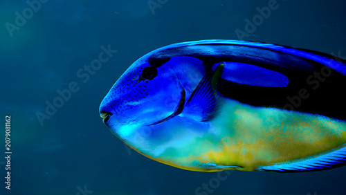Фотография A close-up profile view of a vibrant blue tang fish swimming in deep water