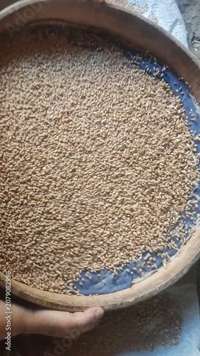 Traditional Wheat Sifting with Hand Sieve