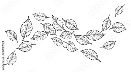 Leaves on a branch illustration.