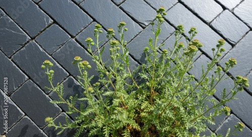 A flowering plant with textured green leaves against dark tiled background