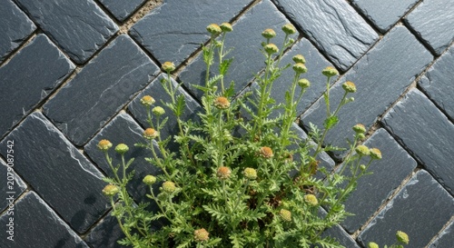 Bushy plant with yellow buds grows atop a herringbone paved surface