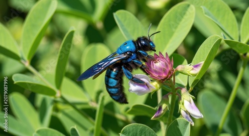 Vibrant blue bee delicately perched on a small pink flower, leafy backdrop
