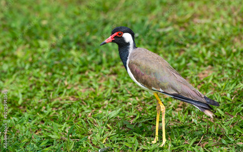 Fototapeta premium Rotlappenkiebitz (Red-wattled Lapwing, Vanellus indicus lankae)